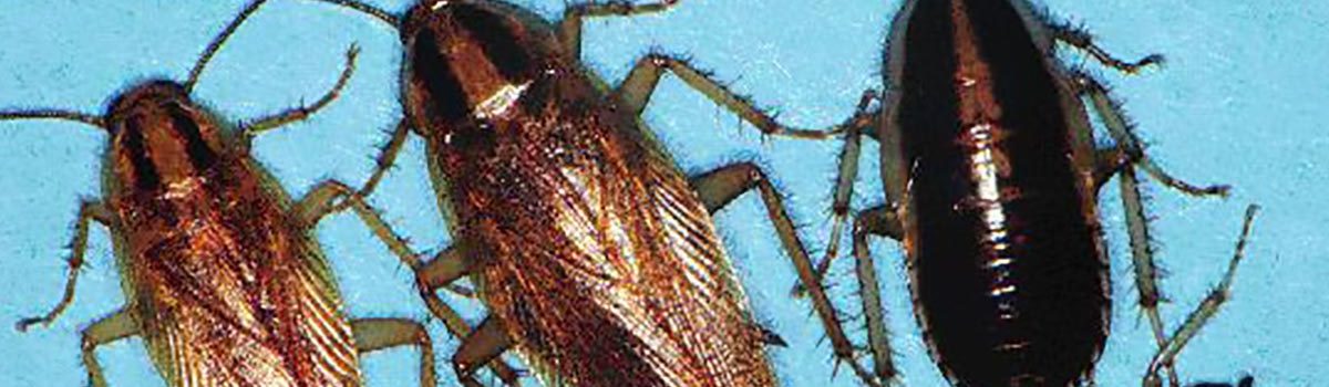 Cockroaches