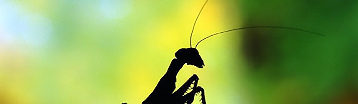 Other Insects