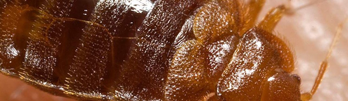Bed Bugs in your house