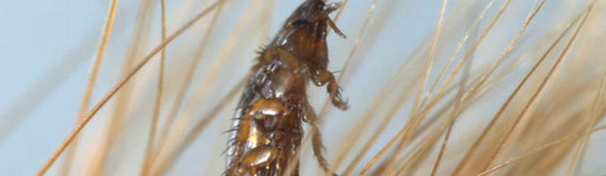 Fleas