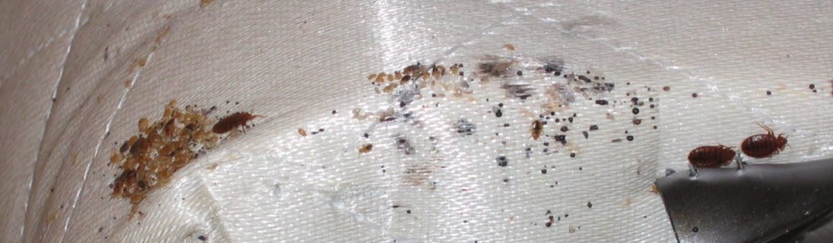 Eradicating Bed Bugs from your Premises