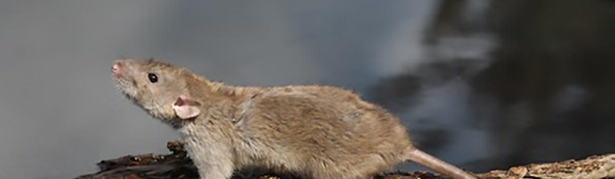 Rats inside or outside your home