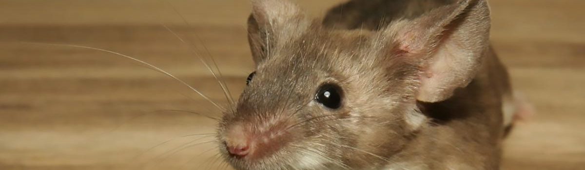 Mice inside your home