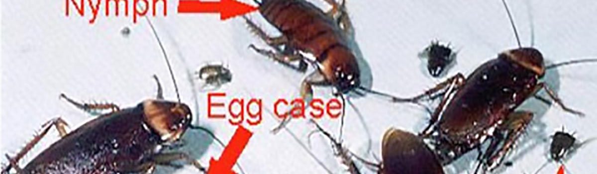 Cockroaches