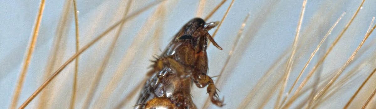 Eradicating Fleas from your premises