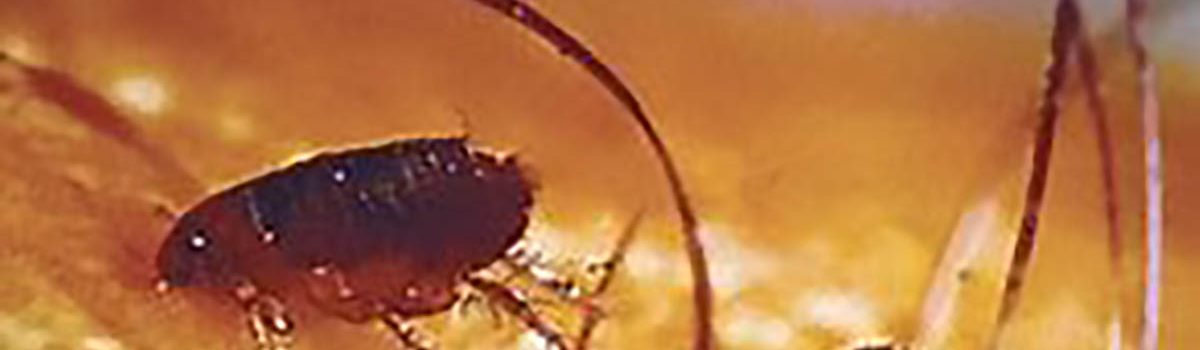 Fleas