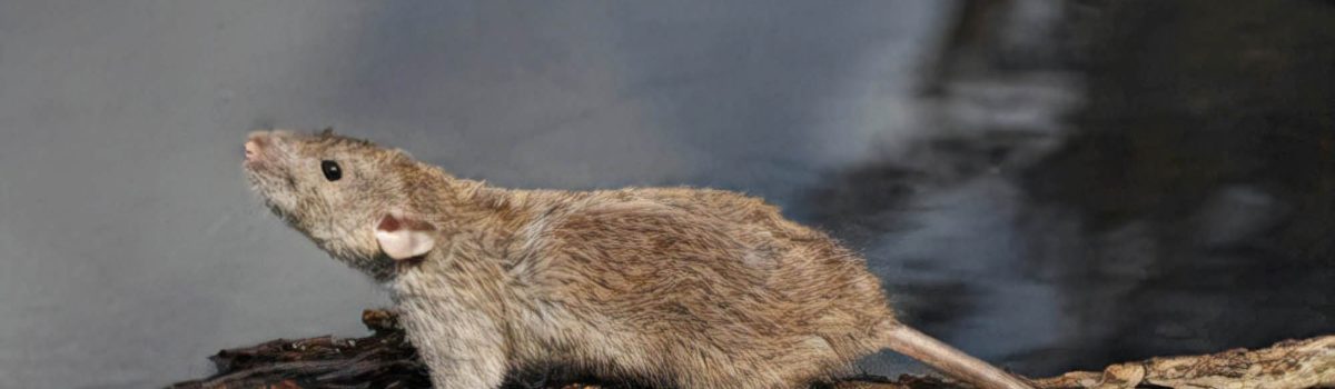 Eradicating Rats from Inside and Around your Premises