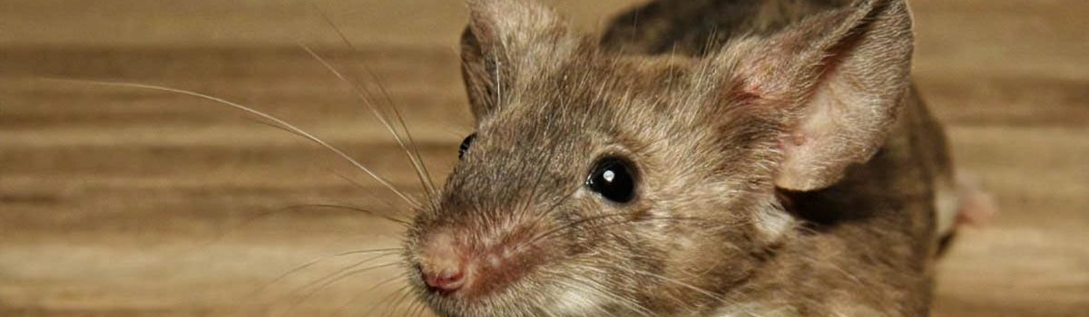 Eradicating mice from your premises